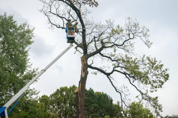 Reliable Hazlehurst, GA Tree Removal Solutions